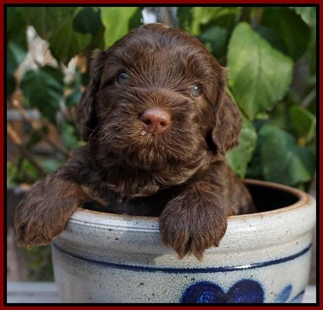 Cherie Flicker Reecey pups 4 wks old 141