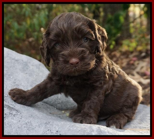 Cherie Flicker Reecey pups 4 wks old 151