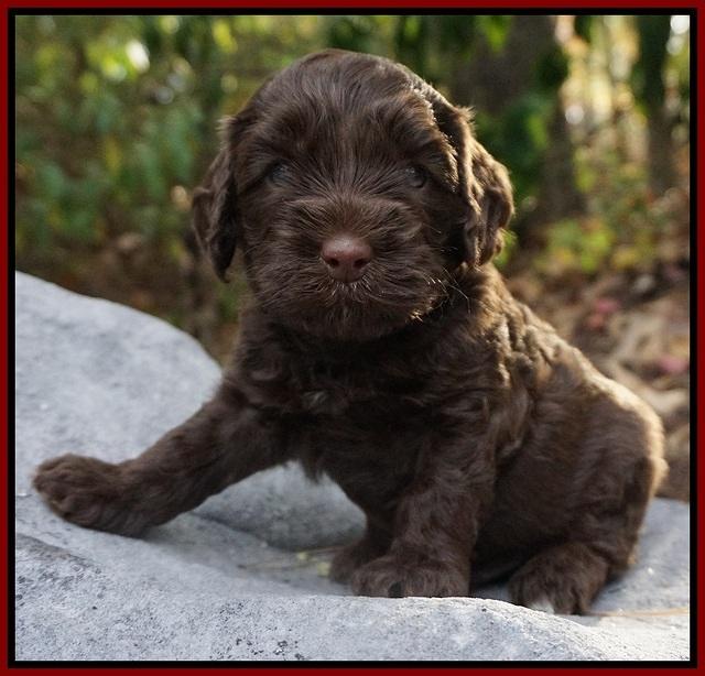 Cherie Flicker Reecey pups 4 wks old 161