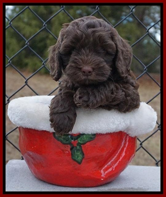 Cherie Flicker Reecey pups 6 wks old121