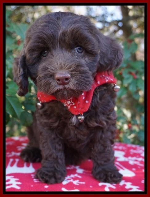Cherie Flicker Reecey pups 7 wks old 161