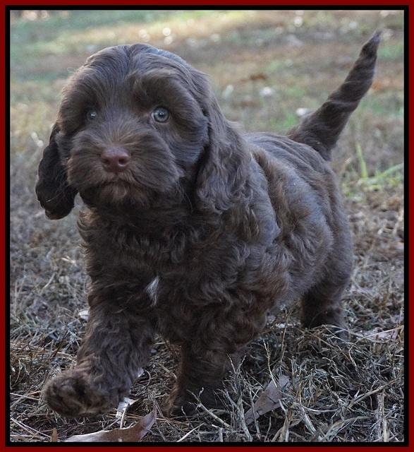 Cherie Flicker Reecey pups 7 wks old 191
