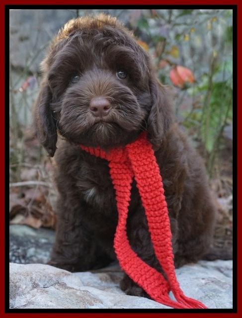 Cherie Flicker pups 8 wks old 131