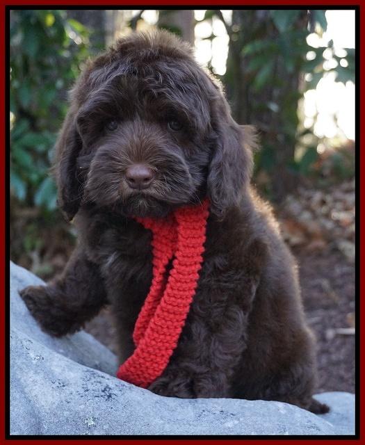 Cherie Flicker pups 8 wks old 151