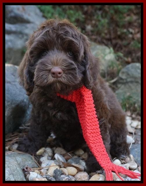 Cherie Flicker pups 8 wks old 161