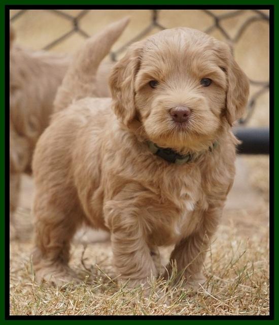 Cherie Ficker Reecey pups 5 wks old 181