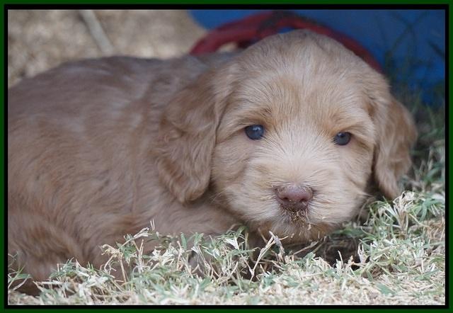 Cherie Ficker Reecey pups 5 wks old 191