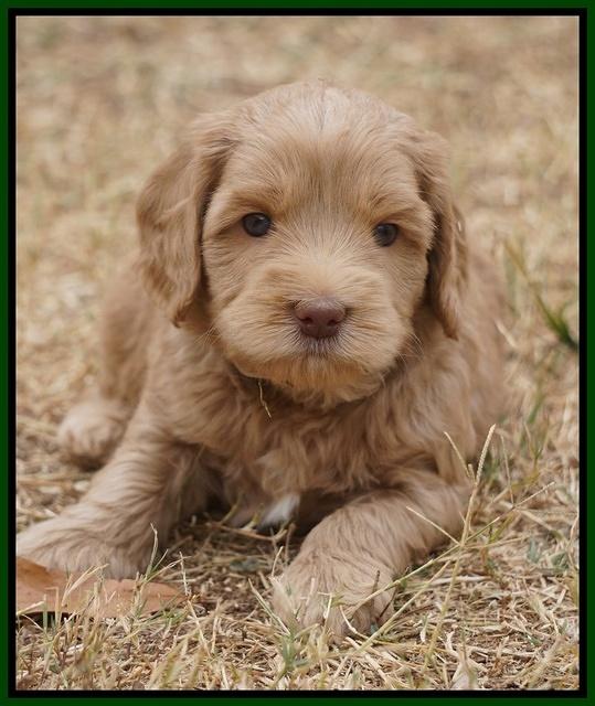Cherie Ficker Reecey pups 5 wks old 201