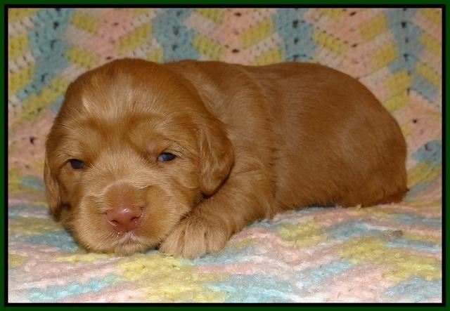 Cherie Flicker Reecey pups 2 wks old 91