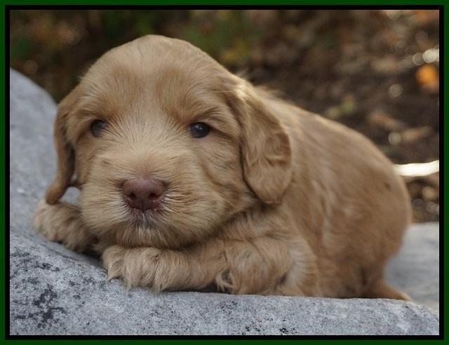 Cherie Flicker Reecey pups 4 wks old 211
