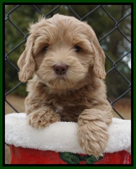 Cherie Flicker Reecey pups 6 wks old141