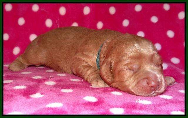 Cherie Flicker pups 1 wk old 121