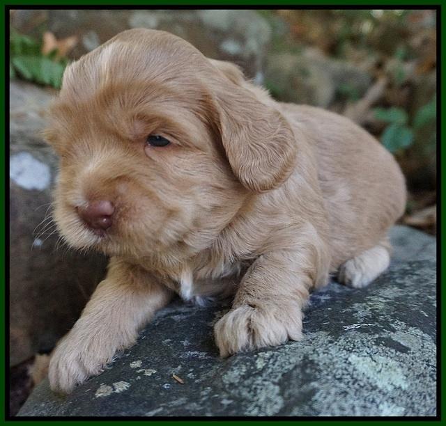 Cherie Flicker pups 3 wks old 81