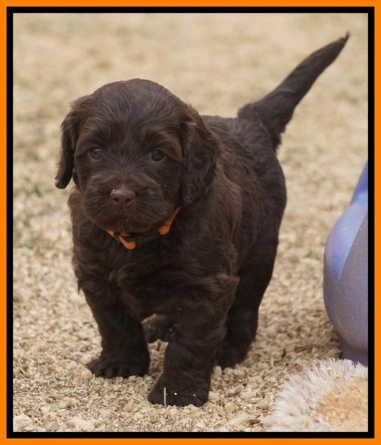 Cherie Ficker Reecey pups 5 wks old 211