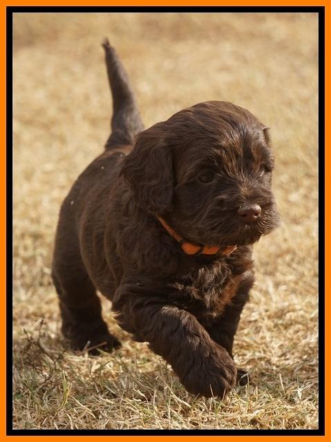 Cherie Ficker Reecey pups 5 wks old 231