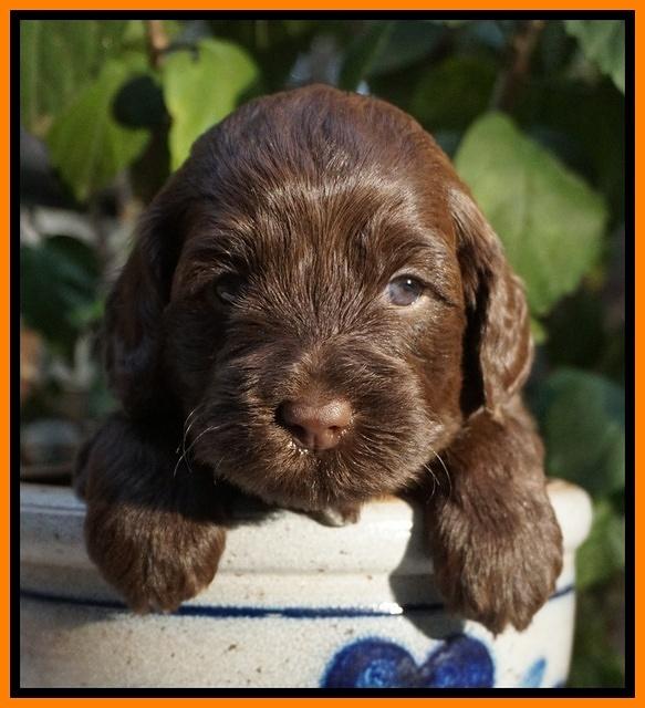 Cherie Flicker Reecey pups 4 wks old 221