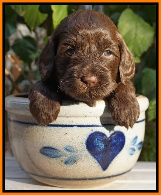 Cherie Flicker Reecey pups 4 wks old 231