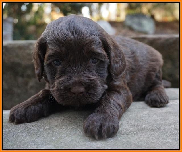 Cherie Flicker Reecey pups 4 wks old 251