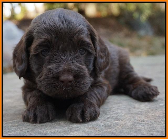 Cherie Flicker Reecey pups 4 wks old 261