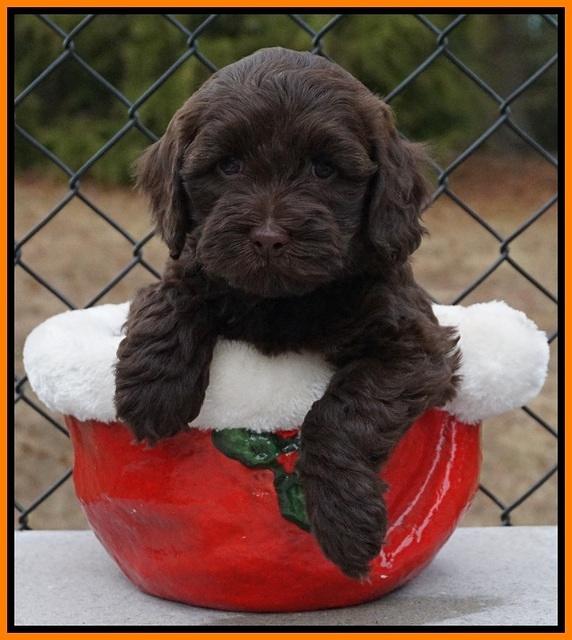 Cherie Flicker Reecey pups 6 wks old181