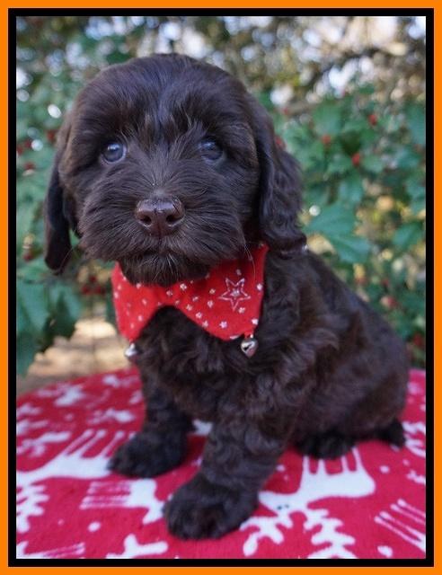 Cherie Flicker Reecey pups 7 wks old 231