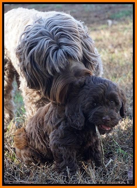 Cherie Flicker Reecey pups 7 wks old 261