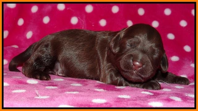Cherie Flicker pups 1 wk old 131
