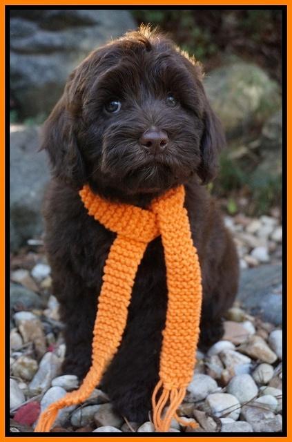 Cherie Flicker pups 8 wks old 201