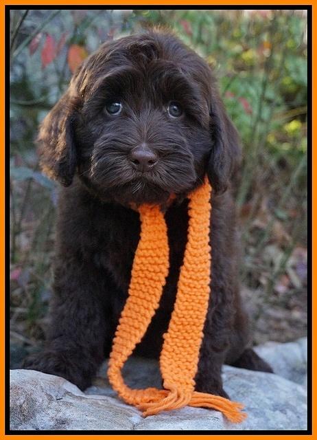 Cherie Flicker pups 8 wks old 211