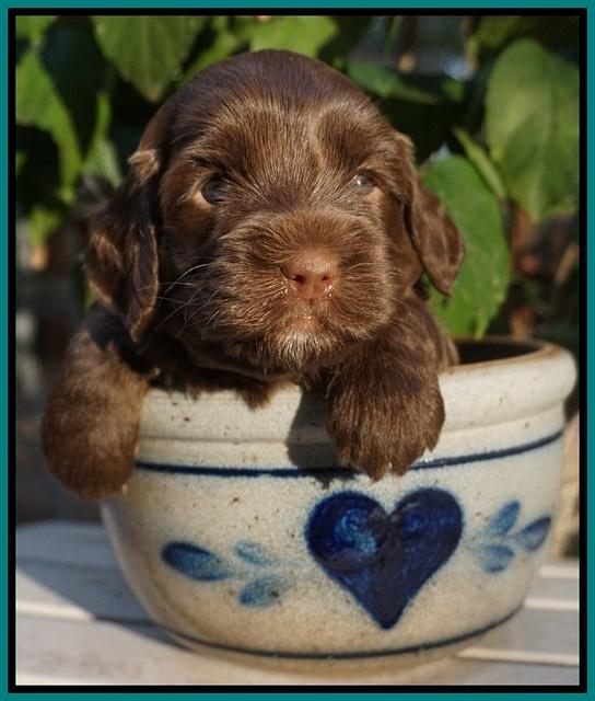 Cherie Flicker Reecey pups 4 wks old 281