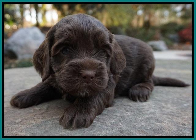 Cherie Flicker Reecey pups 4 wks old 301
