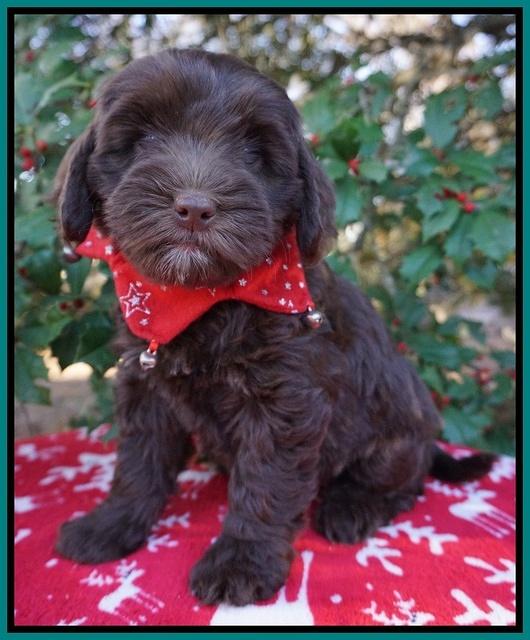Cherie Flicker Reecey pups 7 wks old 271