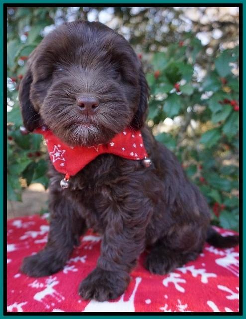 Cherie Flicker Reecey pups 7 wks old 291