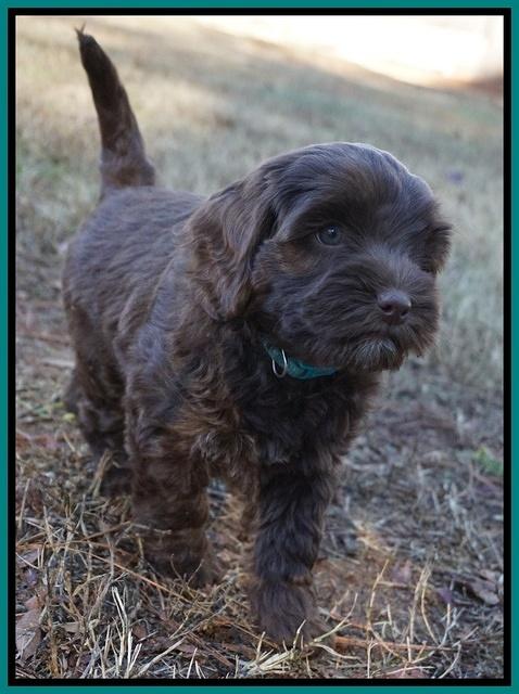 Cherie Flicker Reecey pups 7 wks old 311
