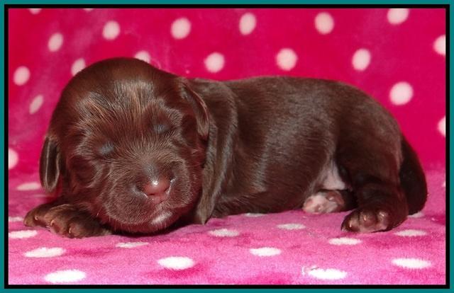 Cherie Flicker pups 1 wk old 151