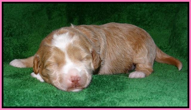 Jetta Parson pups 2 wks old 31
