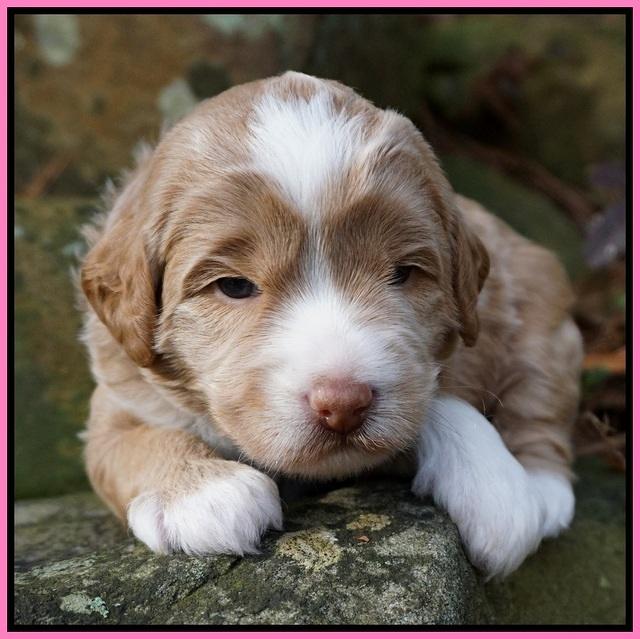 Jetta Parson pups 3 wks old 21