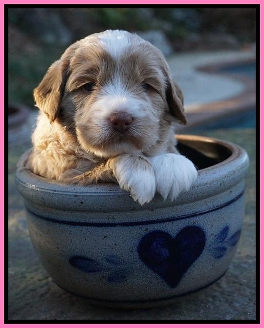 Jetta Parson pups 4 wks old 21