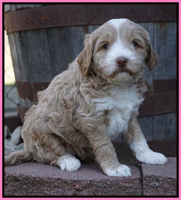 Jetta Parson pups 5 weeks old 11