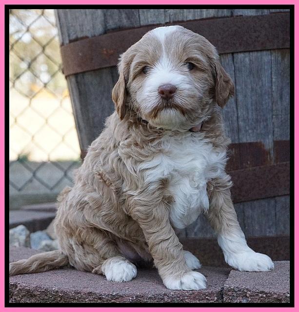 Jetta Parson pups 5 weeks old 31