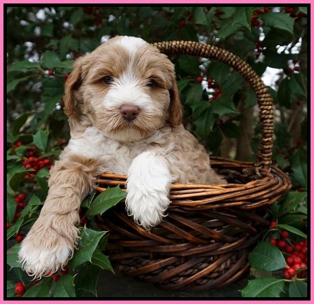Jetta Parson pups 6 wks old 11