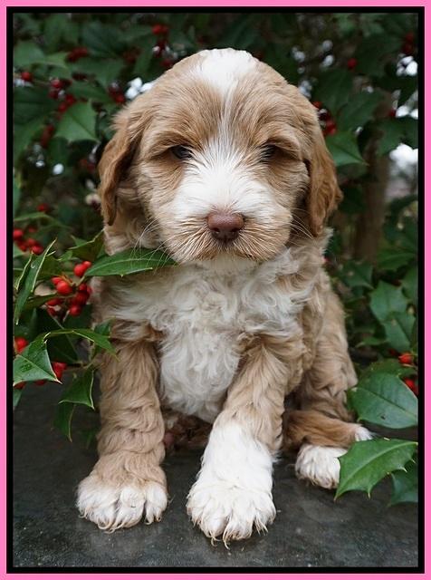 Jetta Parson pups 6 wks old 41