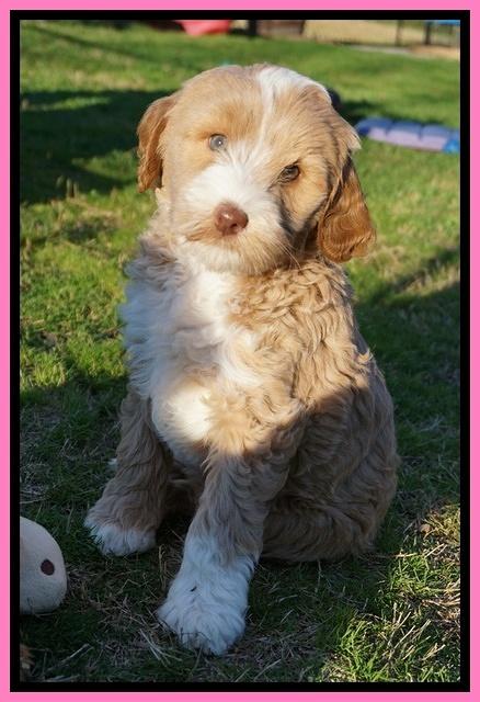 Jetta Parson pups 7 weeks old 31