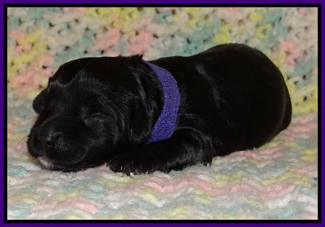Jetta Parson pups 1 week old 41