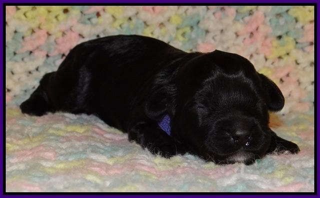 Jetta Parson pups 1 week old 51