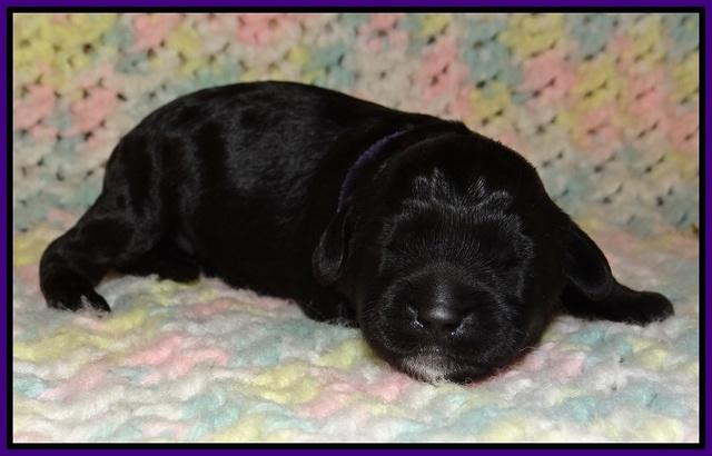 Jetta Parson pups 1 week old 7150