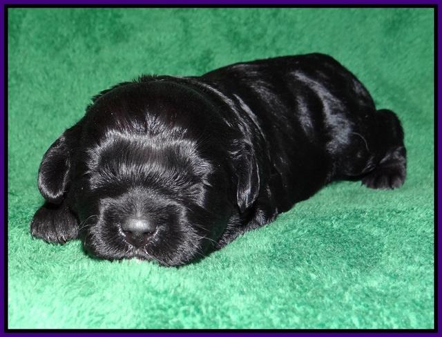 Jetta Parson pups 2 wks old 41