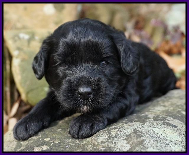 Jetta Parson pups 3 wks old 51