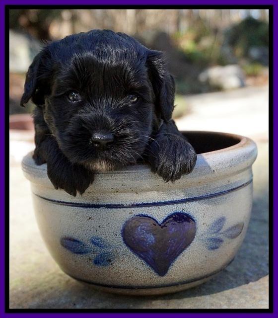 Jetta Parson pups 4 wks old 61