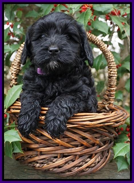 Jetta Parson pups 6 wks old 61